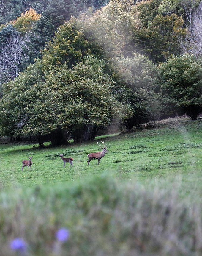 Cerf en période de brame