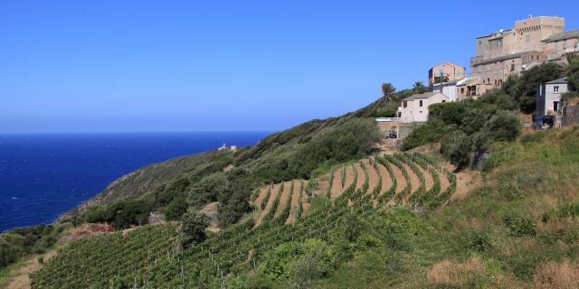 La Corse, une terre aux vignobles de caractère !